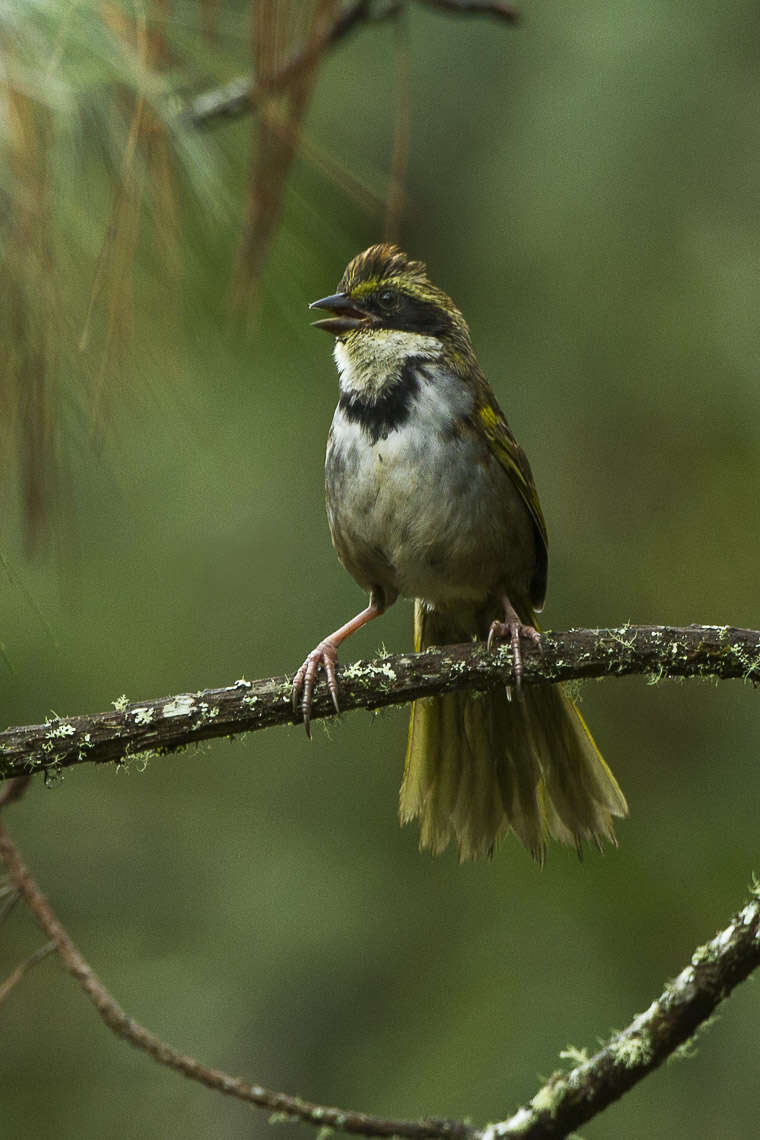 Image de Tohi à collier