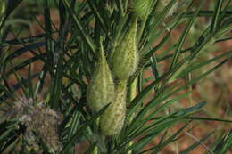 Sivun Gomphocarpus tomentosus subsp. tomentosus kuva