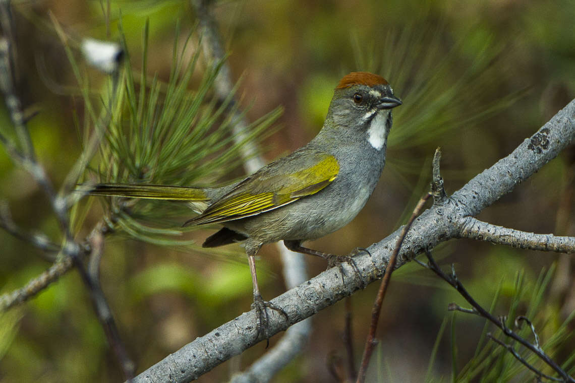 Слика од Pipilo chlorurus (Audubon 1839)