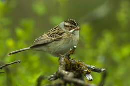 Image of Clay-colored Sparrow