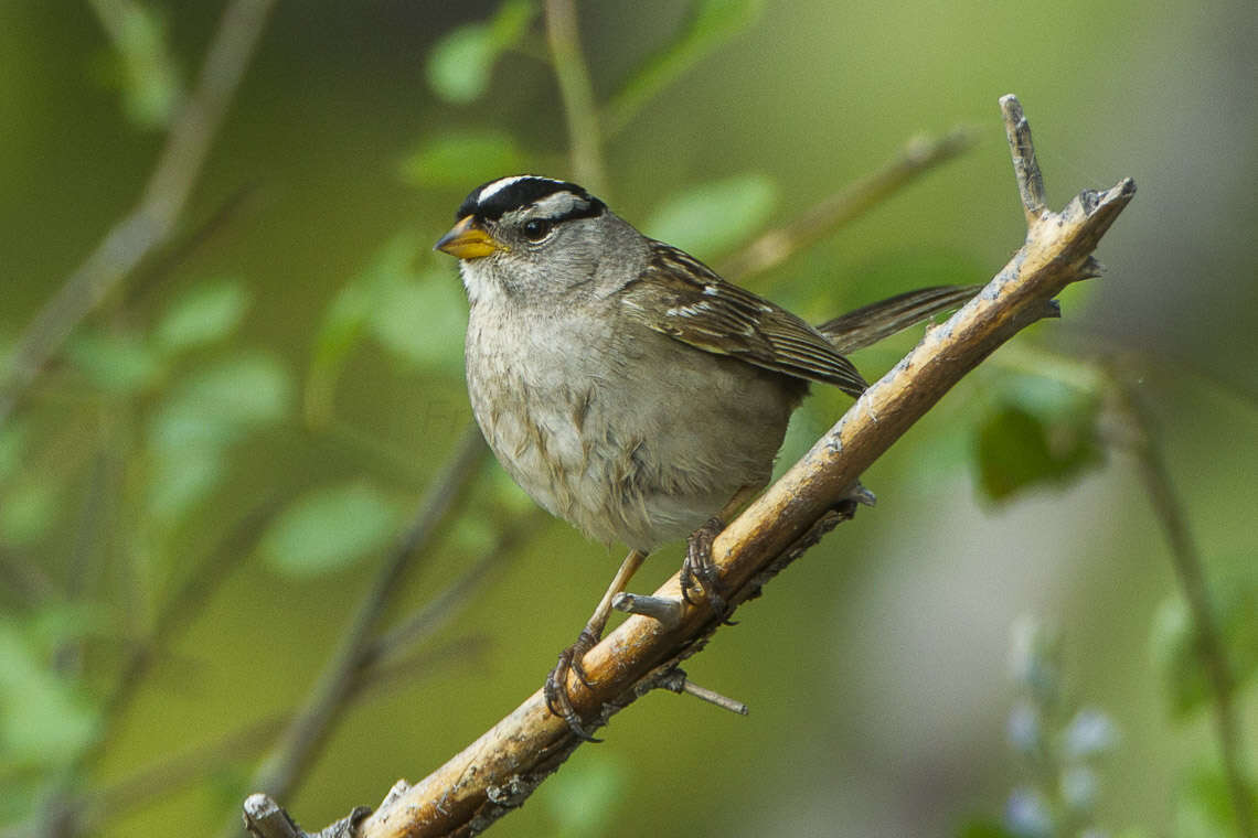 Plancia ëd Zonotrichia leucophrys (Forster & JR 1772)