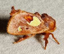 Image of Nanina Oak-Slug Moth