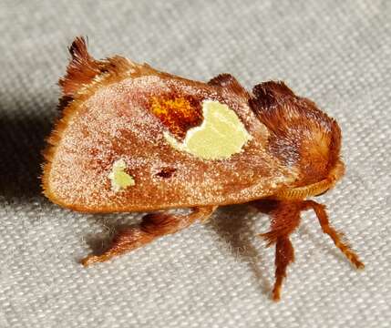 Image of Nanina Oak-Slug Moth