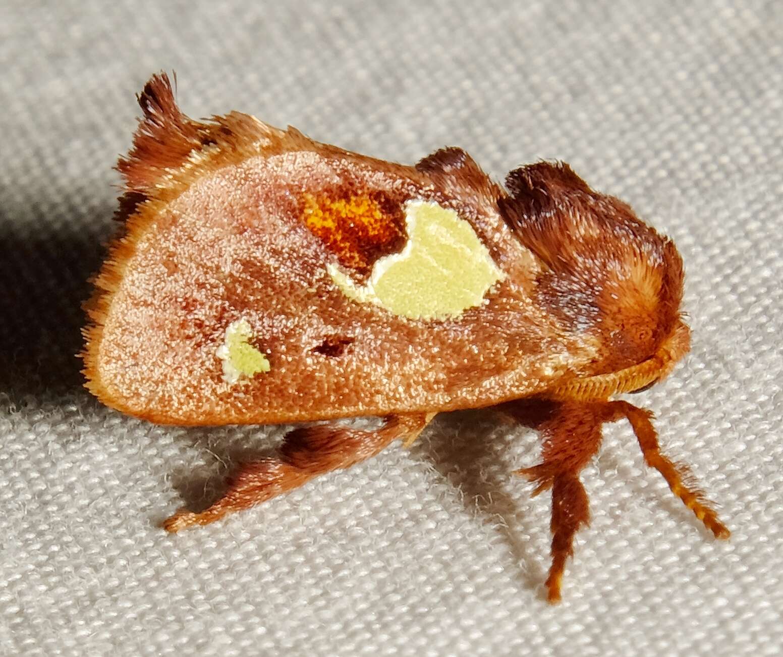 Image of Nanina Oak-Slug Moth