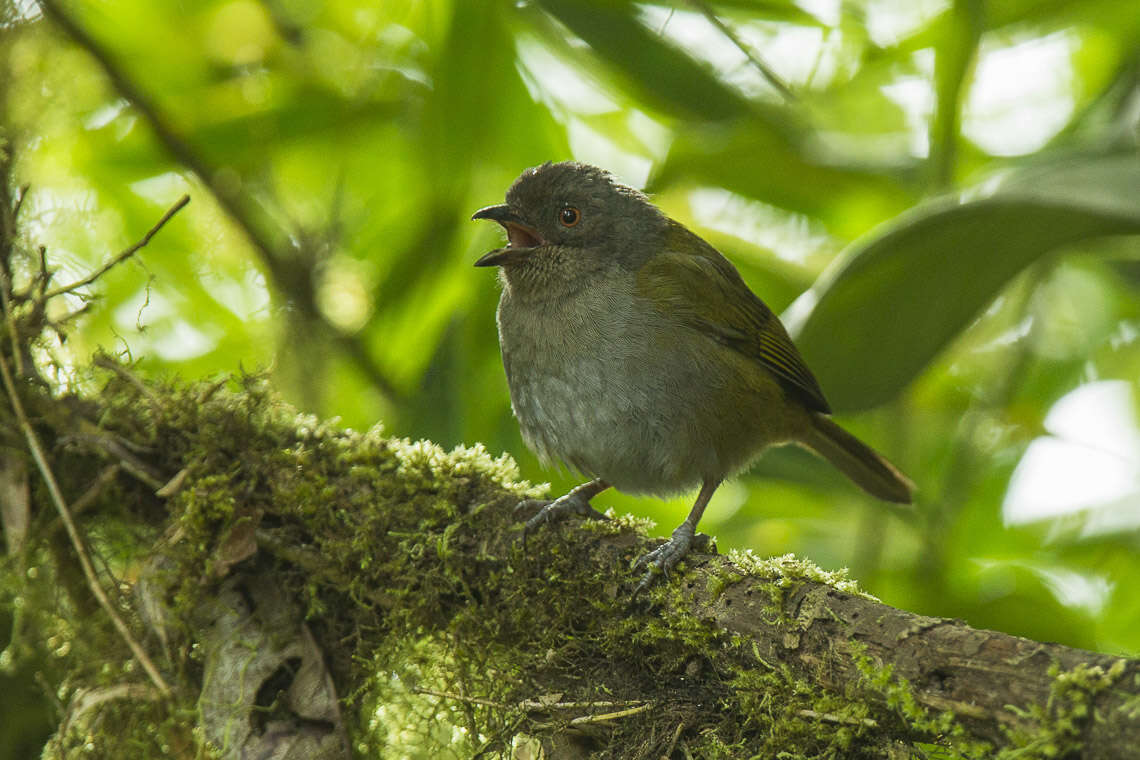 Image of Dusky Bush Tanager