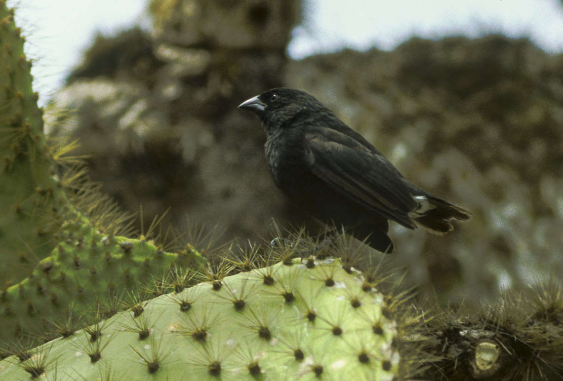 صورة Geospiza scandens (Gould 1837)