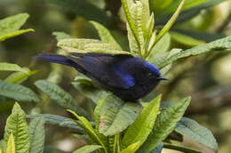 Image of Capped Conebill