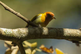 Image of Rufous-headed Tanager