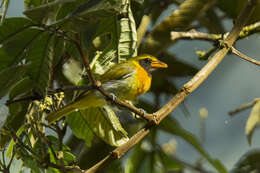 صورة Hemithraupis guira (Linnaeus 1766)