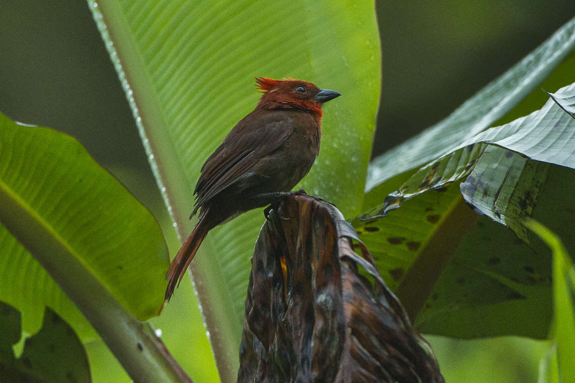 Image of Crested Ant Tanager