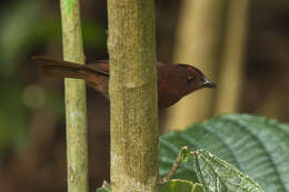 Image of Red-crowned Ant Tanager