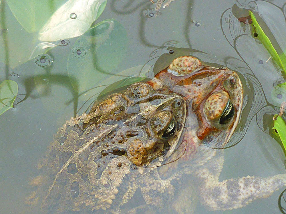 Image of Southern Round-gland Toad