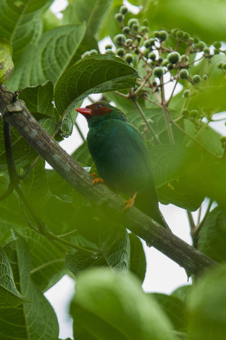 Chlorornis Reichenbach 1850的圖片