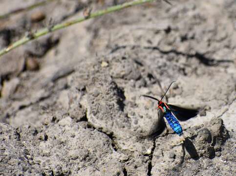 Image of Brown Ctenucha