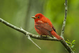 Imagem de Sanhaçu-vermelho