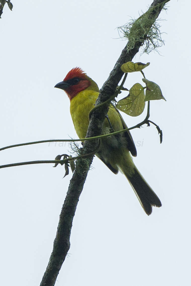 Image of Red-headed Tanager