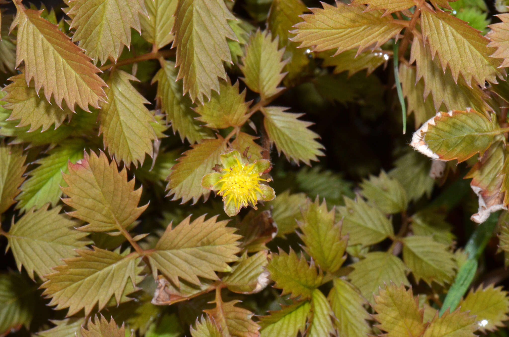 Image of Argentina anserinoides (Raoul) J. Holub