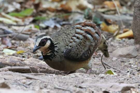 Image of Bar-backed Hill Partridge