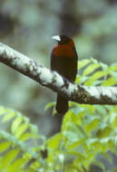 Image of Crimson-collared Tanager