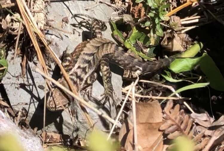 Image of Girard's Whorltail Iguana