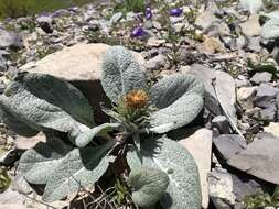 Image of Berardia lanuginosa (Lam.) Fiori & Paol.