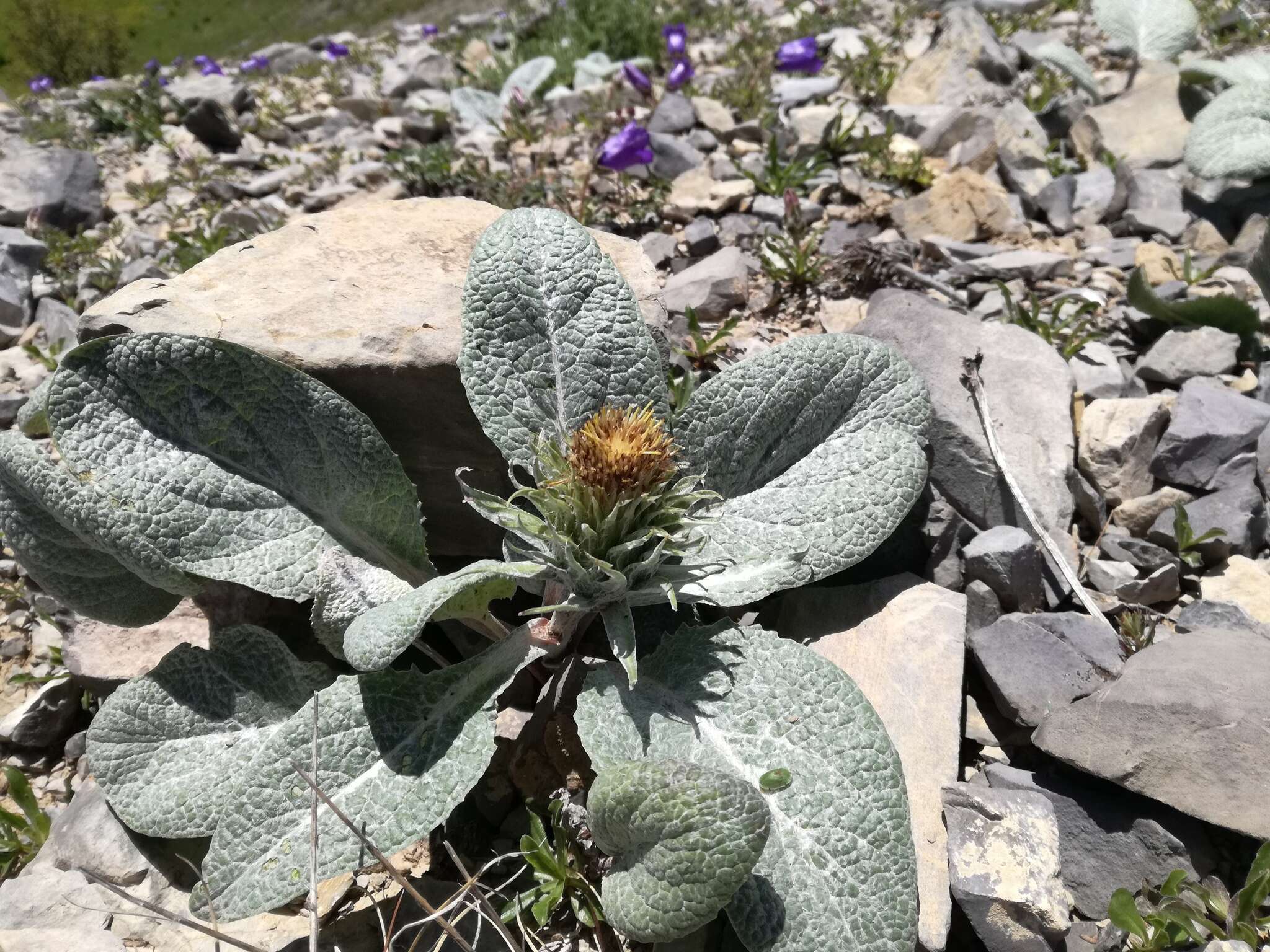 Image of Berardia lanuginosa (Lam.) Fiori & Paol.