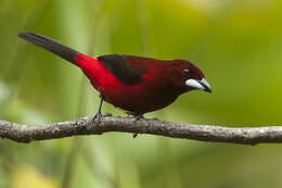 Image of Crimson-backed Tanager