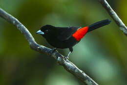 Image of Flame-rumped Tanager