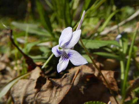 Imagem de Viola rostrata Pursh