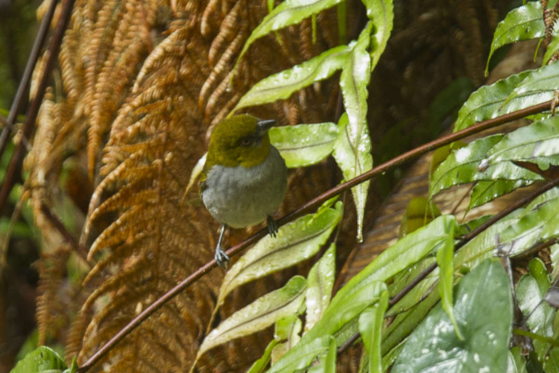 Image of Yellow-throated Bush Tanager