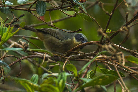 Image of Black-eared Hemispingus