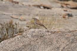 Image of Karoo Long-billed Lark