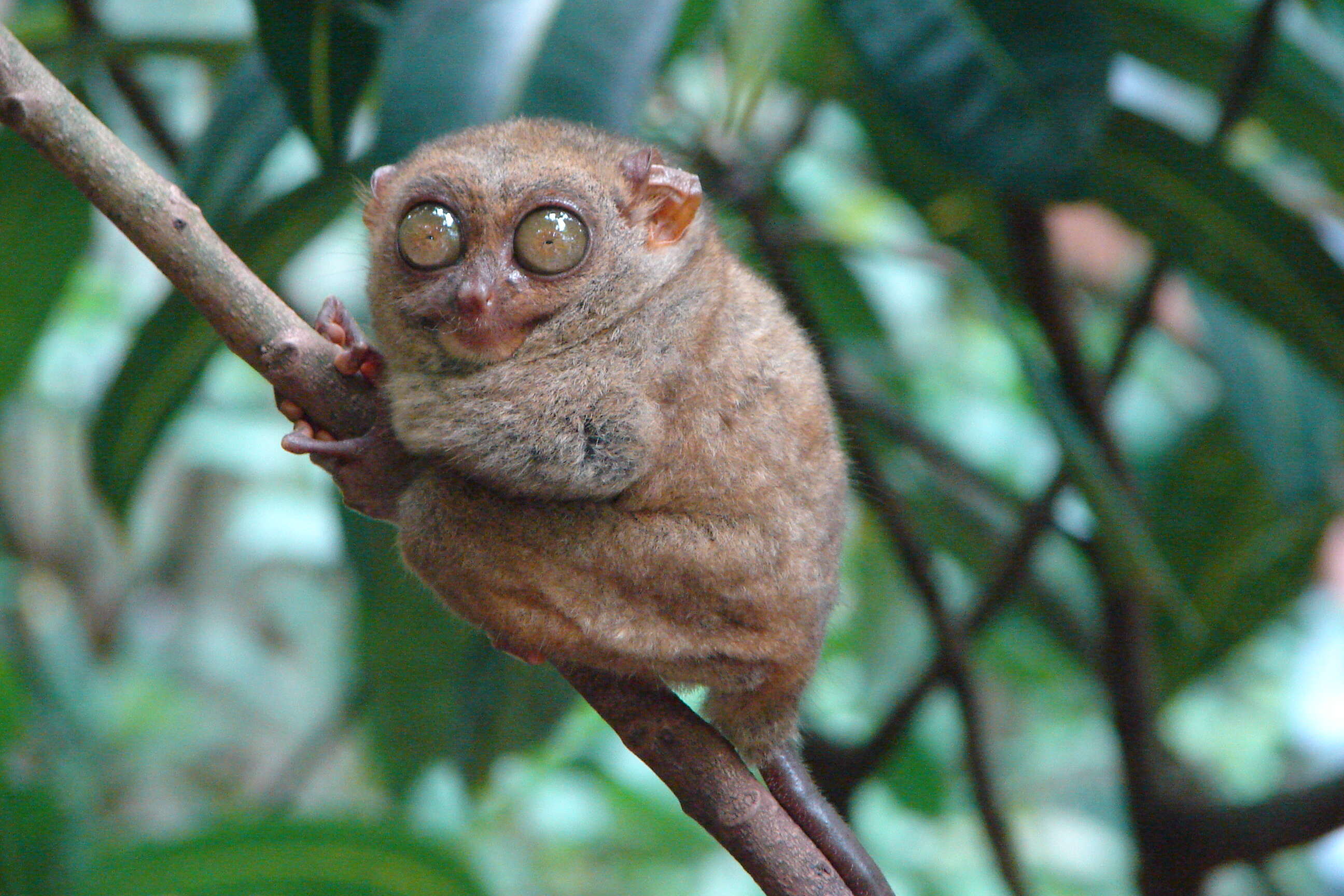 Image of Philippine tarsier