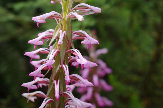 Image of Satyrium rostratum Lindl.