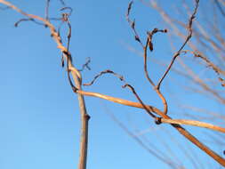 Image of Fallopia baldschuanica