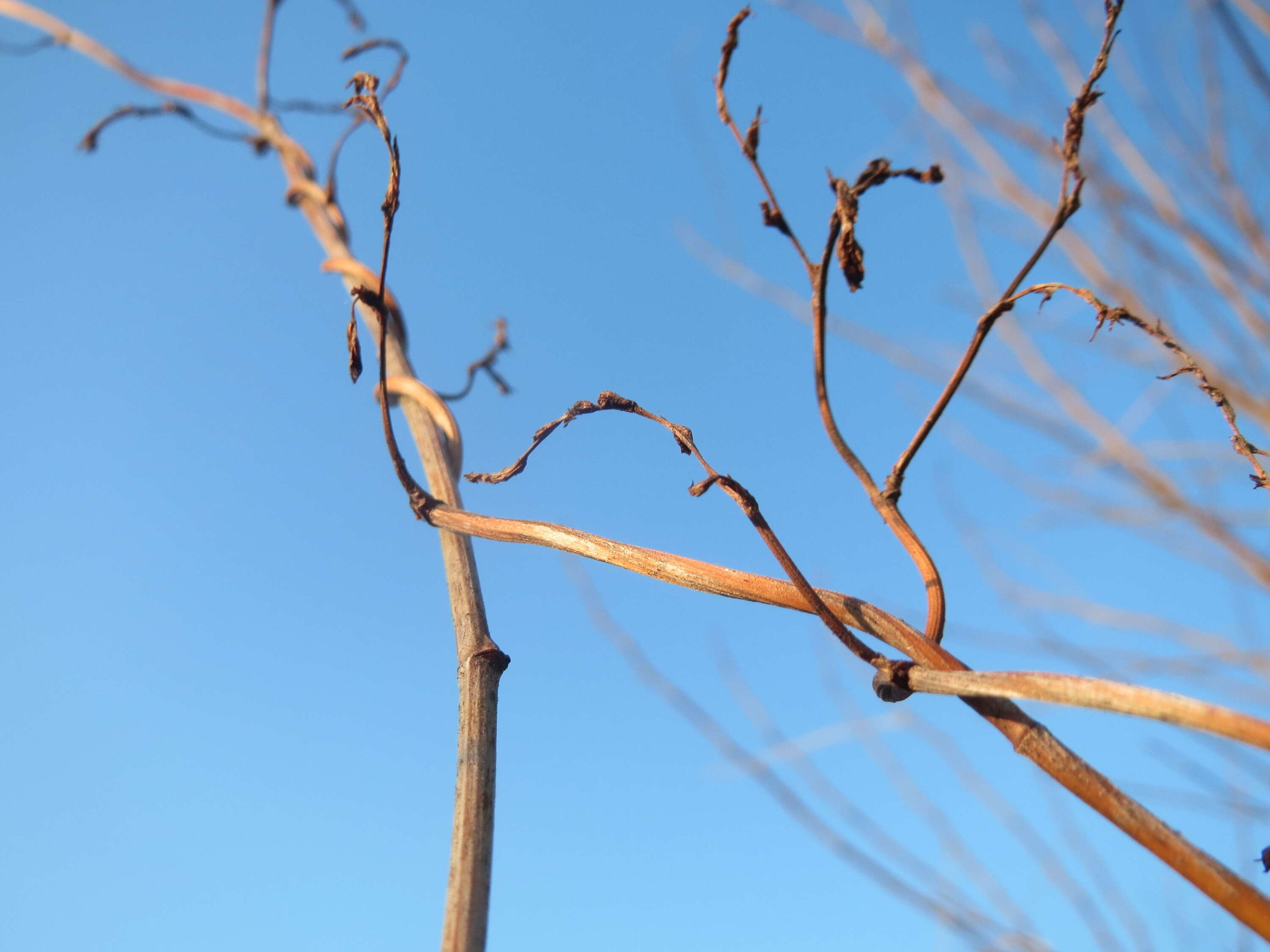 Image of Fallopia baldschuanica