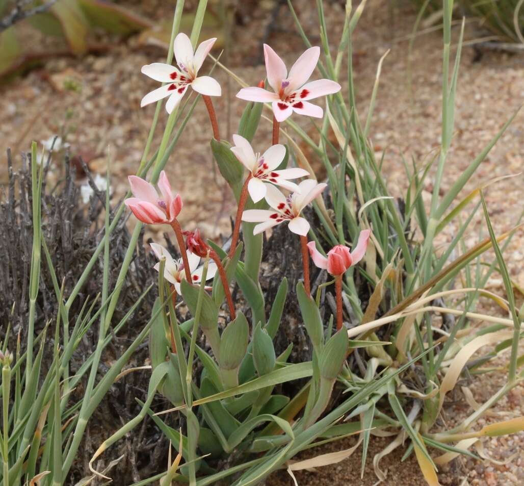 Image of Lapeirousia arenicola Schltr.