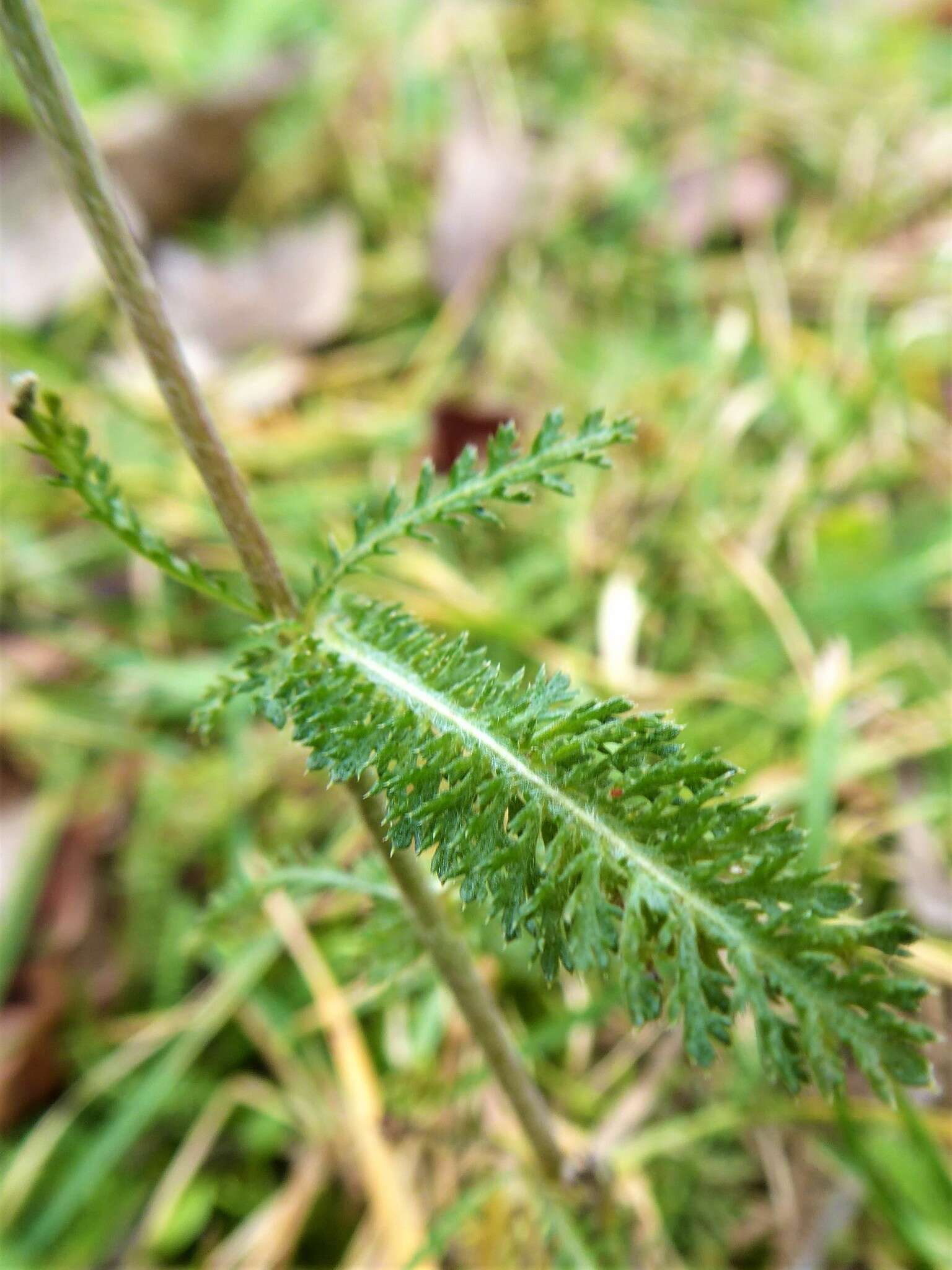 Image of Achillea collina J. Becker ex Rchb.