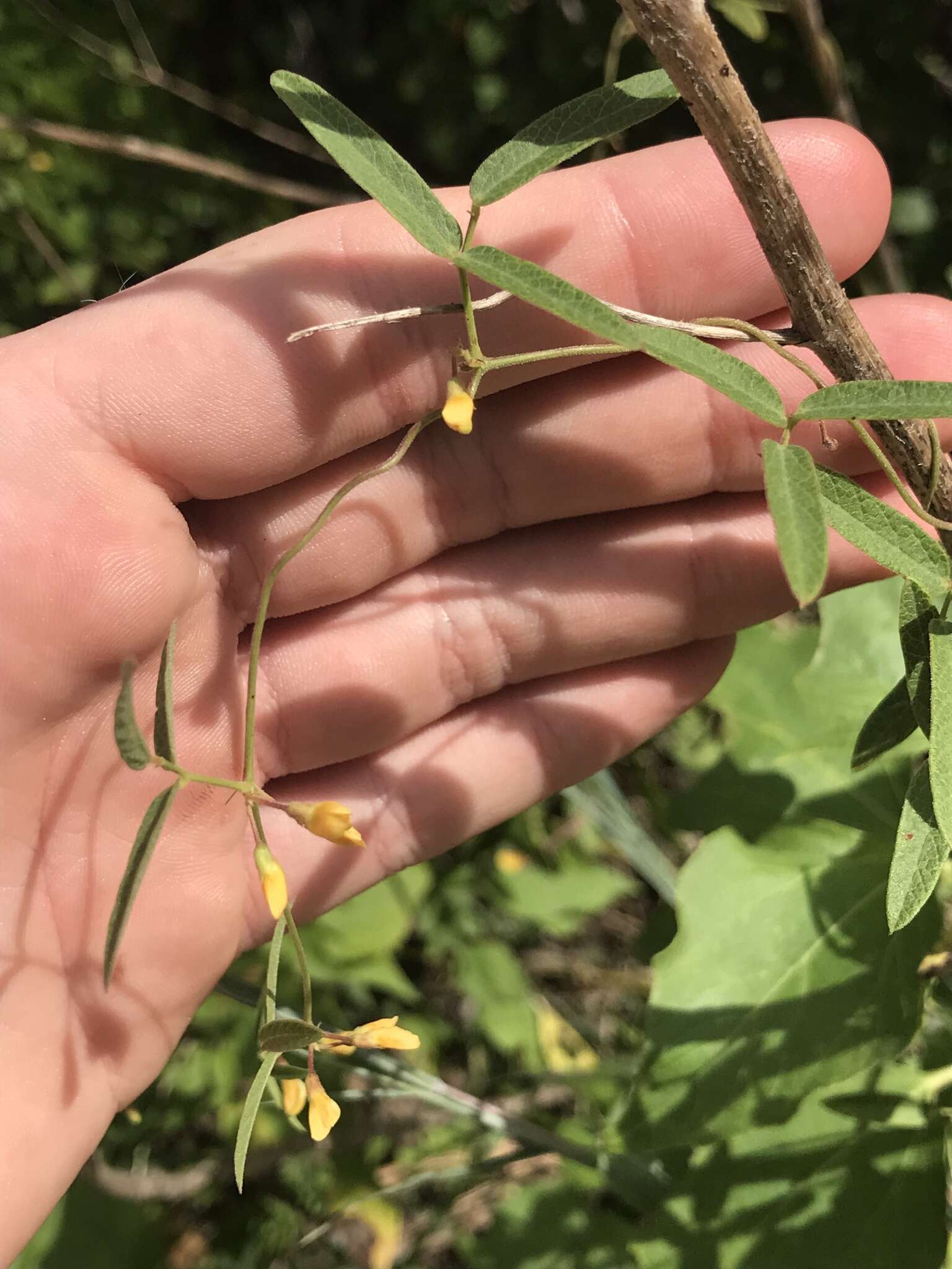 Image of Texas snoutbean