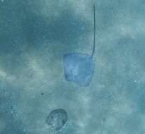 Image of Longtail Stingray