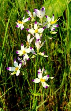 Image of Exacum tetragonum Roxb.