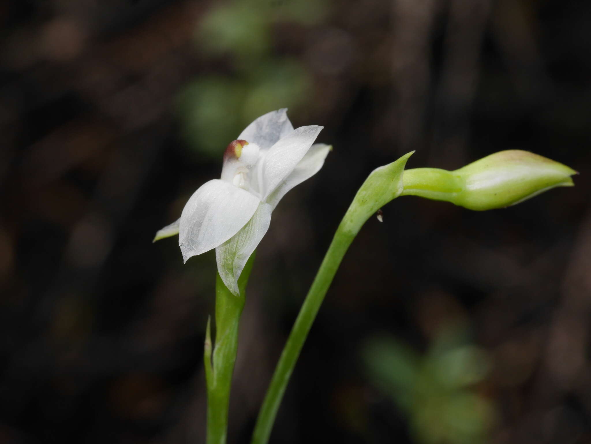 Image de Thelymitra longifolia J. R. Forst. & G. Forst.