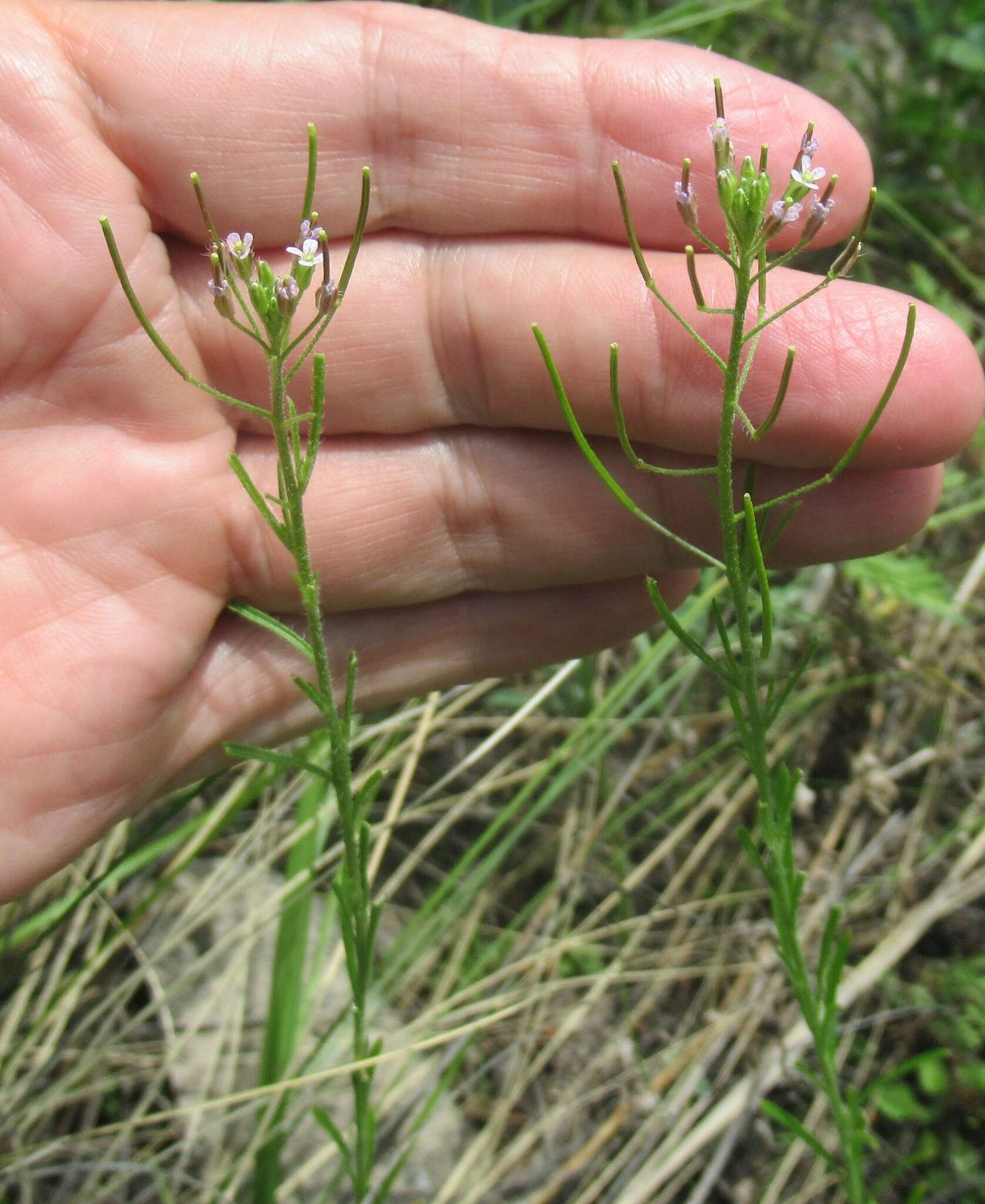 Imagem de Dontostemon micranthus C. A. Mey.