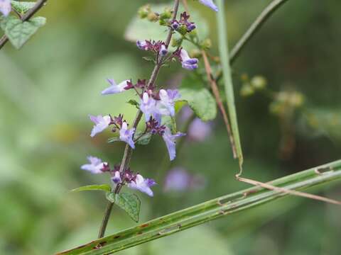 Image of Isodon inflexus (Thunb.) Kudô