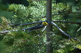 Image of Hermit Warbler