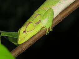 Image of Boulenger's Bush Anole