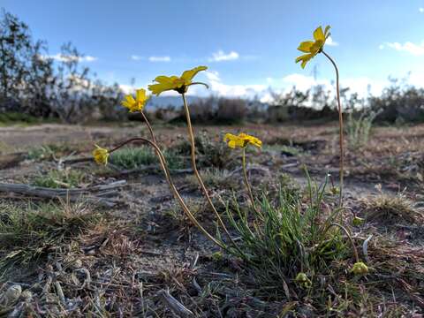 Imagem de Coreopsis californica (Nutt.) H. K. Sharsmith