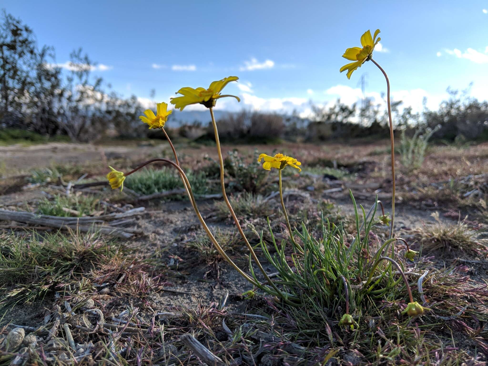 Image of California tickseed