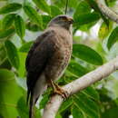 Image of Rupornis magnirostris griseocauda (Ridgway 1874)