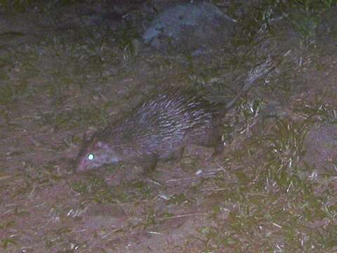 Image of Brush-tailed porcupine